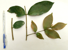 Parameria laevigata