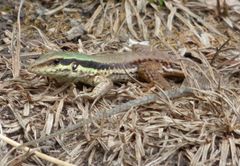 Ameiva atrigularis