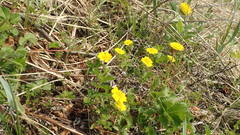 Potentilla stolonifera