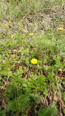 Potentilla stolonifera