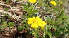 Potentilla stolonifera