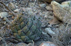 Coryphantha salinensis