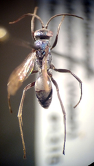 Auplopus caerulescens