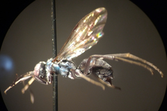 Auplopus caerulescens