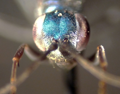 Auplopus caerulescens
