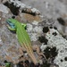 Caspian Green Lizard - Photo (c) Kiarash, some rights reserved (CC BY-NC), uploaded by Kiarash
