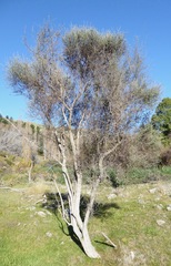 Olearia lineata