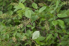 Prunus virginiana