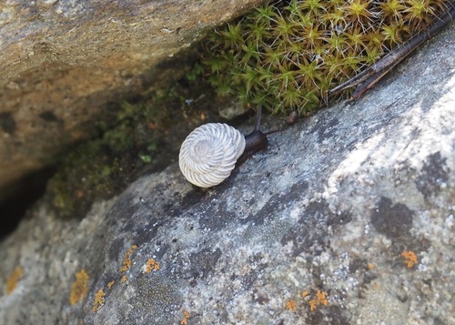 Costate Mountainsnail