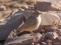 Ammomanes deserti