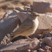 Desert Lark - Photo (c) Conrad Savy, some rights reserved (CC BY-NC-ND), uploaded by seasav