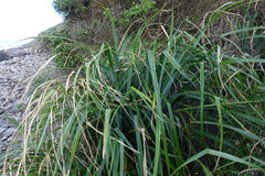 Carex trifida