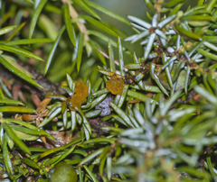 Gymnosporangium clavariiforme