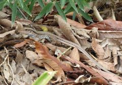 Ameiva atrigularis