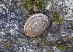Oreohelix jugalis