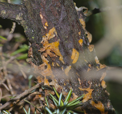 Gymnosporangium clavariiforme