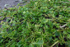 Apium prostratum filiforme