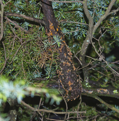 Gymnosporangium clavariiforme