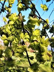 Ulmus glabra camperdownii