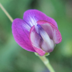 Lathyrus angulatus