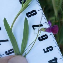 Lathyrus angulatus