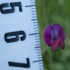 Lathyrus angulatus
