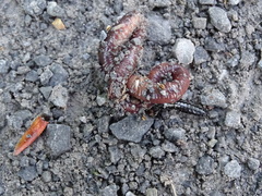 Carabina