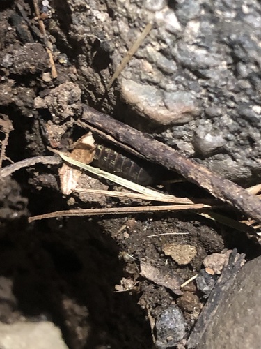 photo of Pillbugs (Armadillidium)