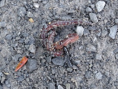 Carabina