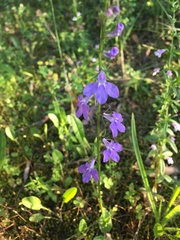 Lobelia gattingeri