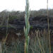 Lyme Grass - Photo (c) John Barkla, some rights reserved (CC BY), uploaded by John Barkla