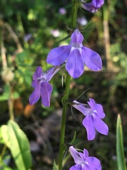Lobelia gattingeri