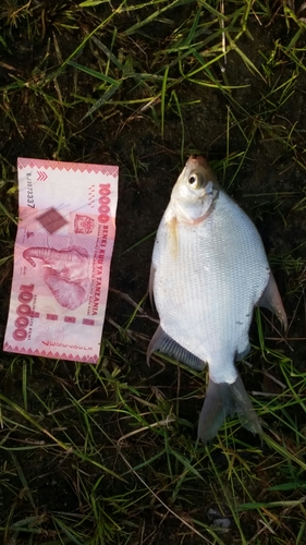 Congo citharine (Citharinus congicus) — Citharinidae