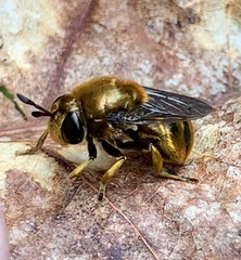 Microdon aurulentus