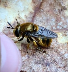 Microdon aurulentus
