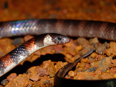 Atractus badius