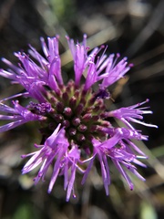 Monardella purpurea