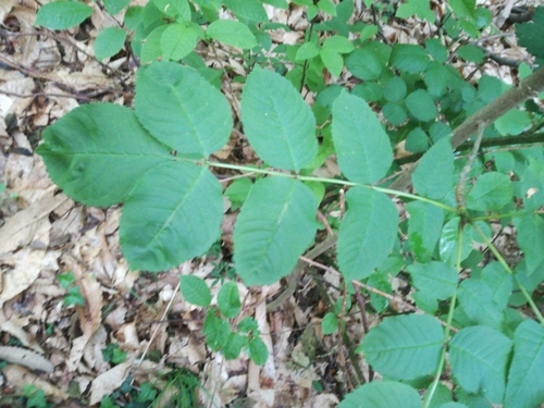 Manna ash