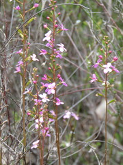Stylidium productum