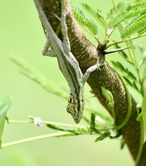Anolis litoralis