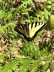 Papilio canadensis