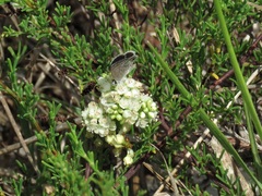 Polygonum dentoceras