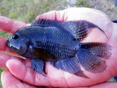 Cichlasoma bimaculatum