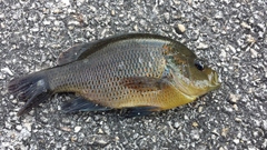 Lepomis punctatus