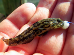 Bathygobius soporator