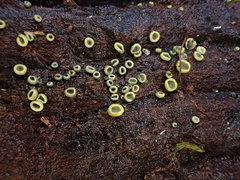 Chlorosplenium