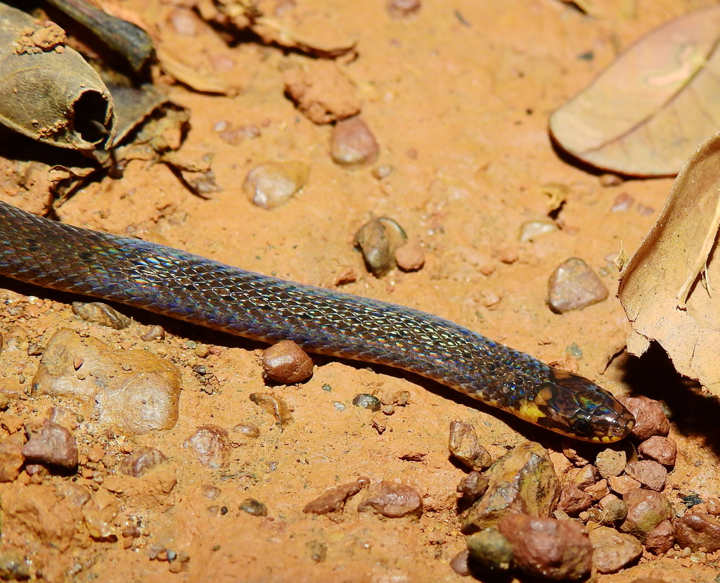 Zidok's Ground Snake