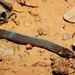 Zidok's Ground Snake - Photo (c) Sébastien SANT, some rights reserved (CC BY-NC), uploaded by Sébastien SANT