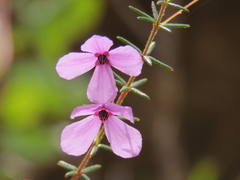Tetratheca ericifolia