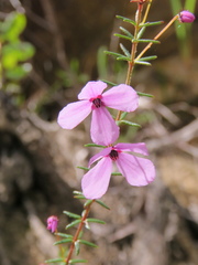 Tetratheca ericifolia